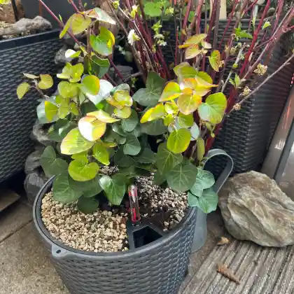 Foto von Strauch-Efeu 'Arbori Compact' (Hedera helix 'Arbori Compact')