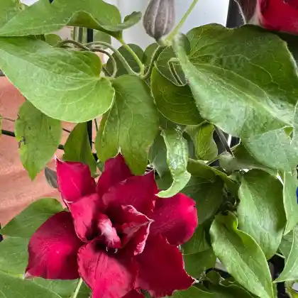 Foto von Waldrebe 'Nubia' (Clematis 'Nubia')