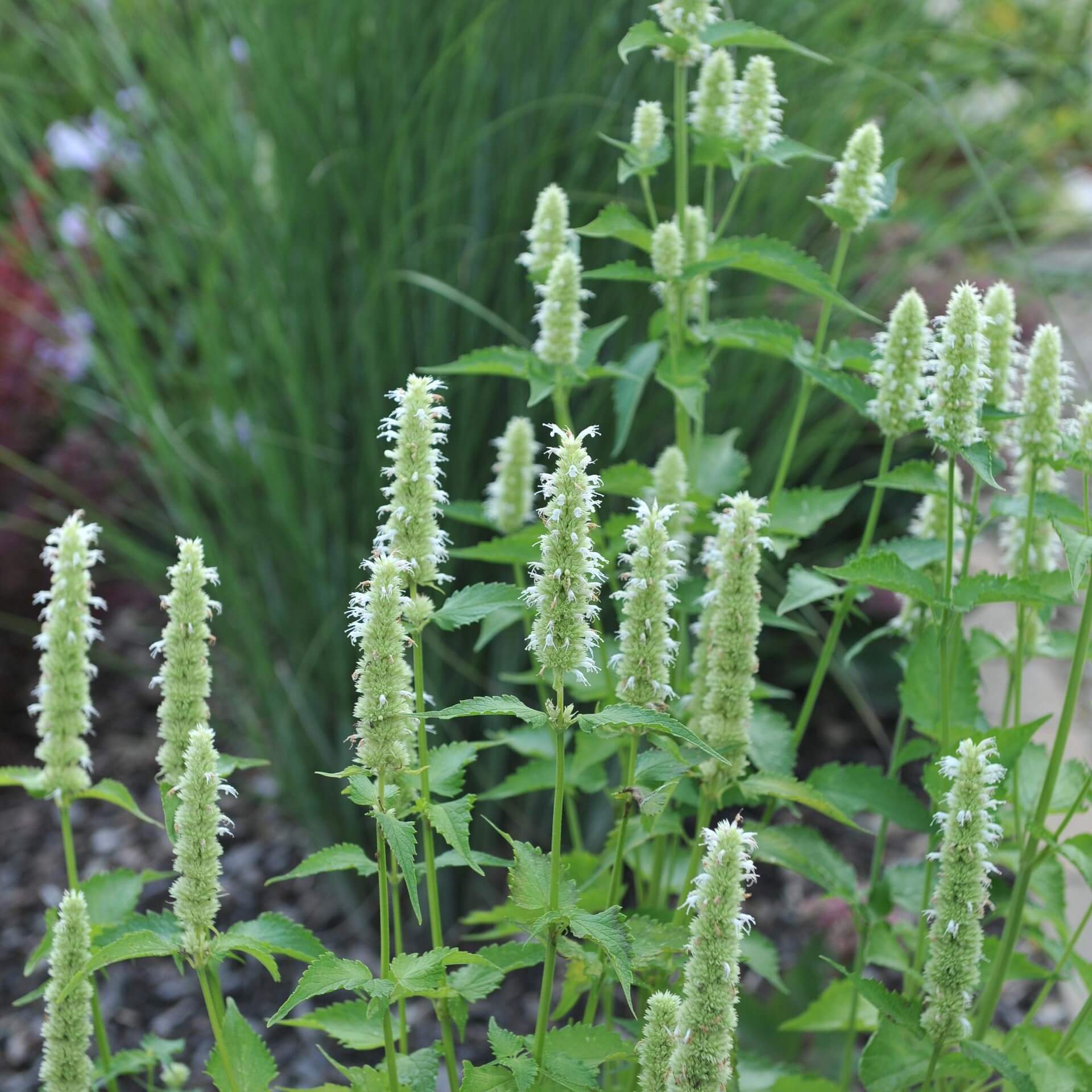 Asiatische Duftnessel 'Alabaster' (Agastache rugosa 'Alabaster')