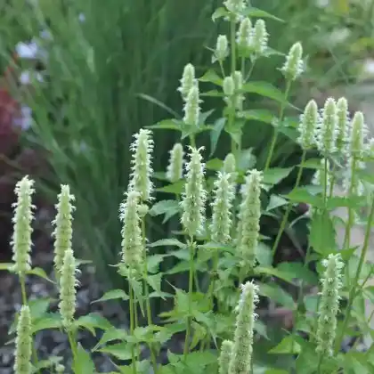 Foto von Asiatische Duftnessel 'Alabaster' (Agastache rugosa 'Alabaster')