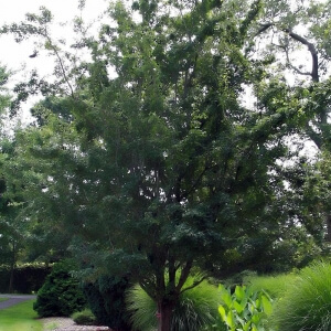 Crataegus laevigata
