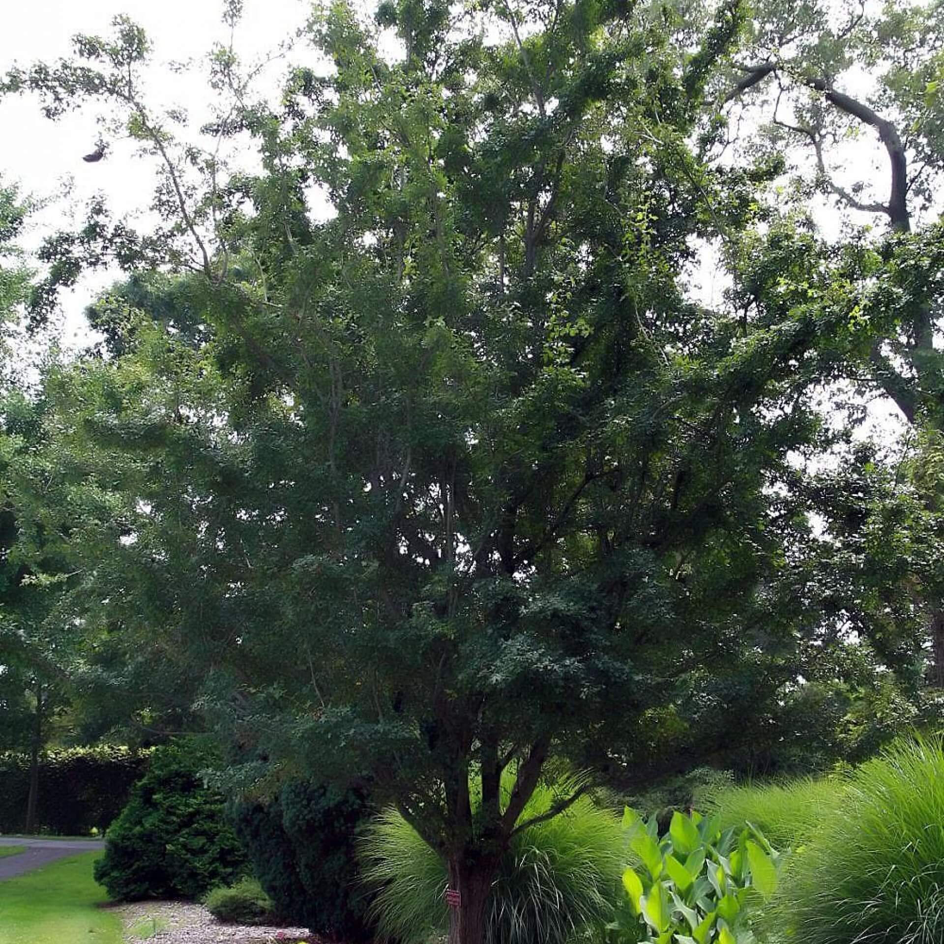 Zweigriffeliger Weißdorn (Crataegus laevigata)