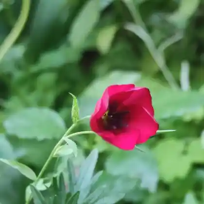 Foto von Prachtlein (Linum grandiflorum)
