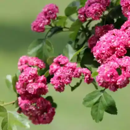 Foto von Echter Rotdorn 'Paul's Scarlet' (Crataegus laevigata 'Paul's Scarlet')