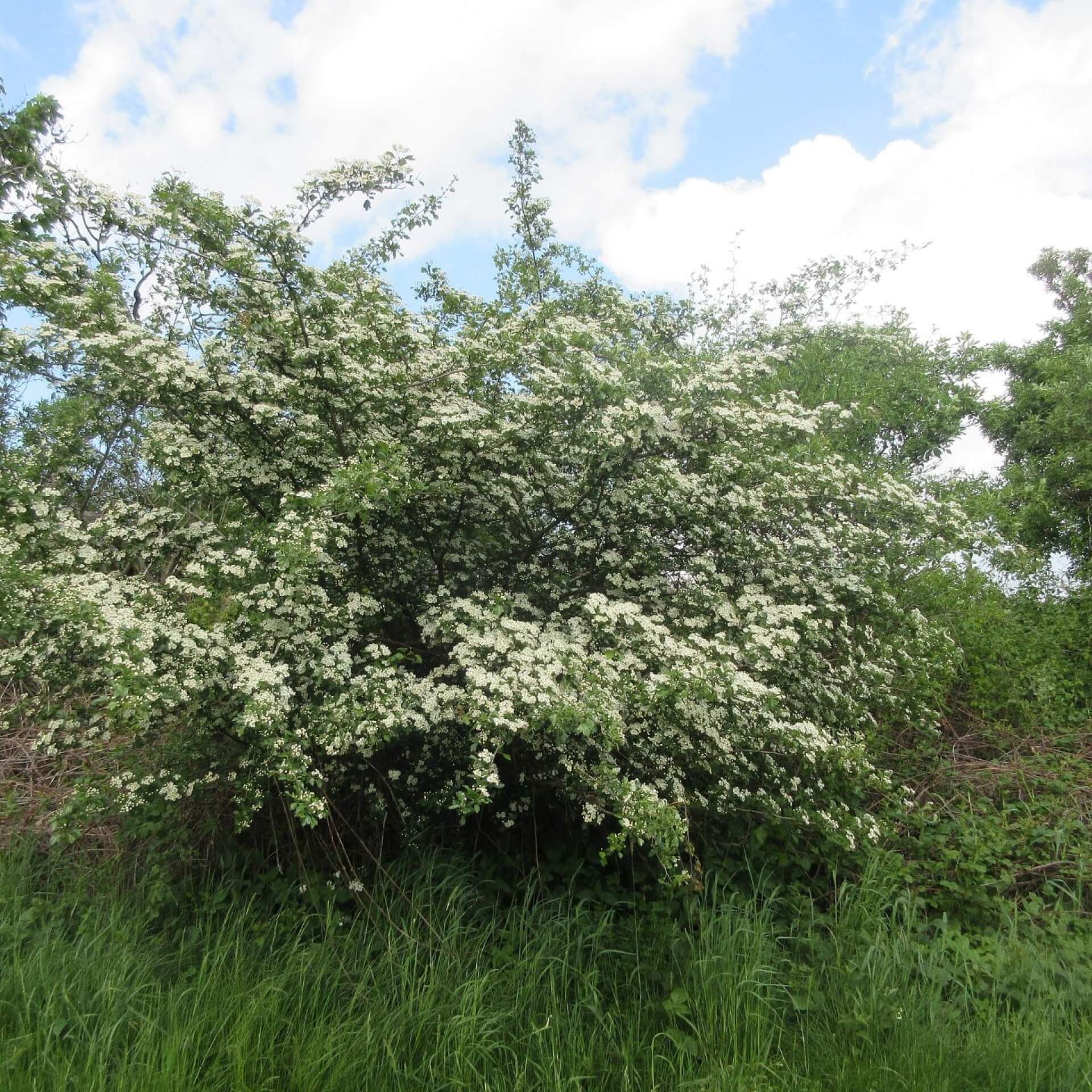 Großfrüchtiger Weißdorn (Crataegus macrocarpa)