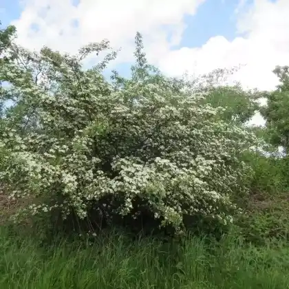 Foto von Großfrüchtiger Weißdorn (Crataegus macrocarpa)