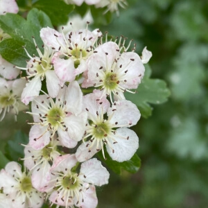Schwarze Johannisbeere Expertenwissen für Garten & Balkon