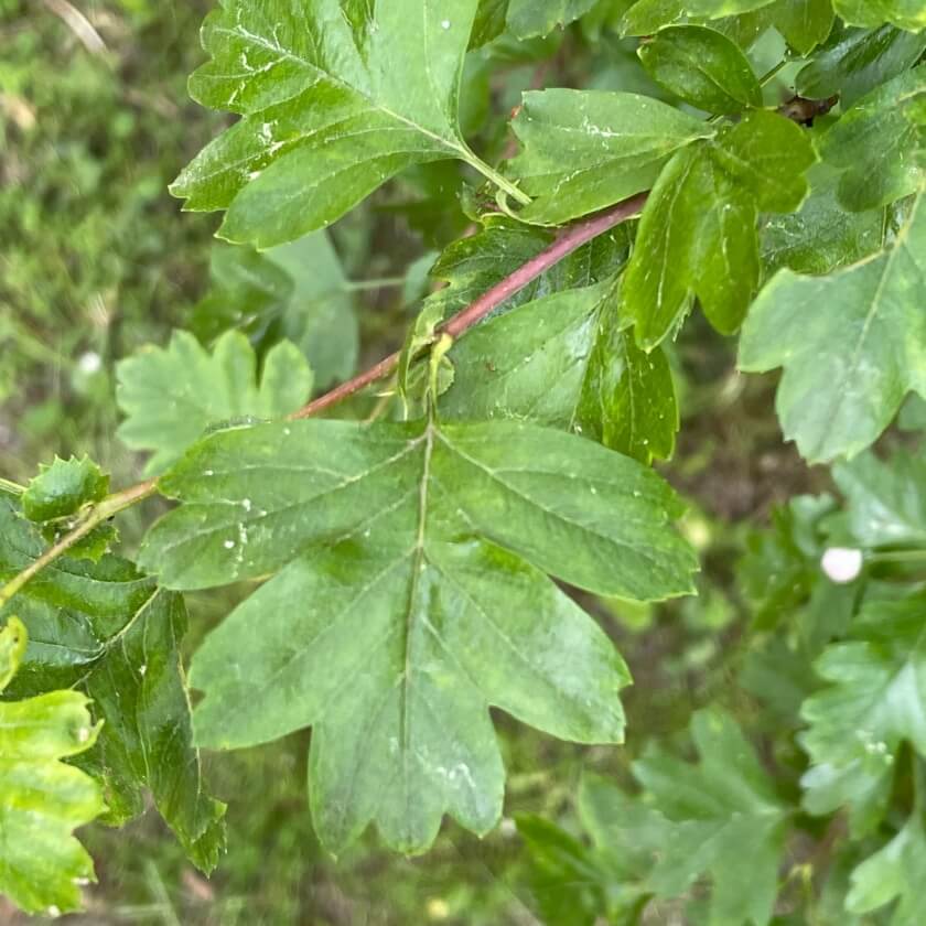 Eingriffeliger Weißdorn / Crataegus monogyna