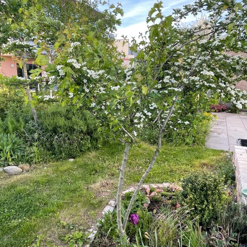 Eingriffeliger Weißdorn / Crataegus monogyna