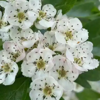 Foto von Eingriffeliger Weißdorn (Crataegus monogyna)