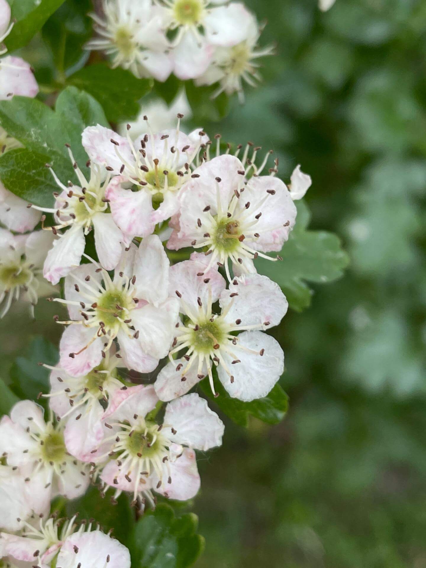 Eingriffeliger Weißdorn Expertenwissen für den Garten