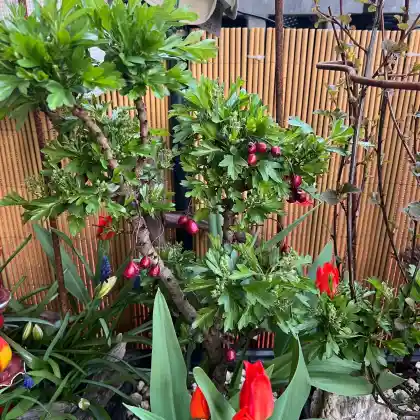 Foto von Kugel-Weißdorn 'Compacta' (Crataegus monogyna 'Compacta')