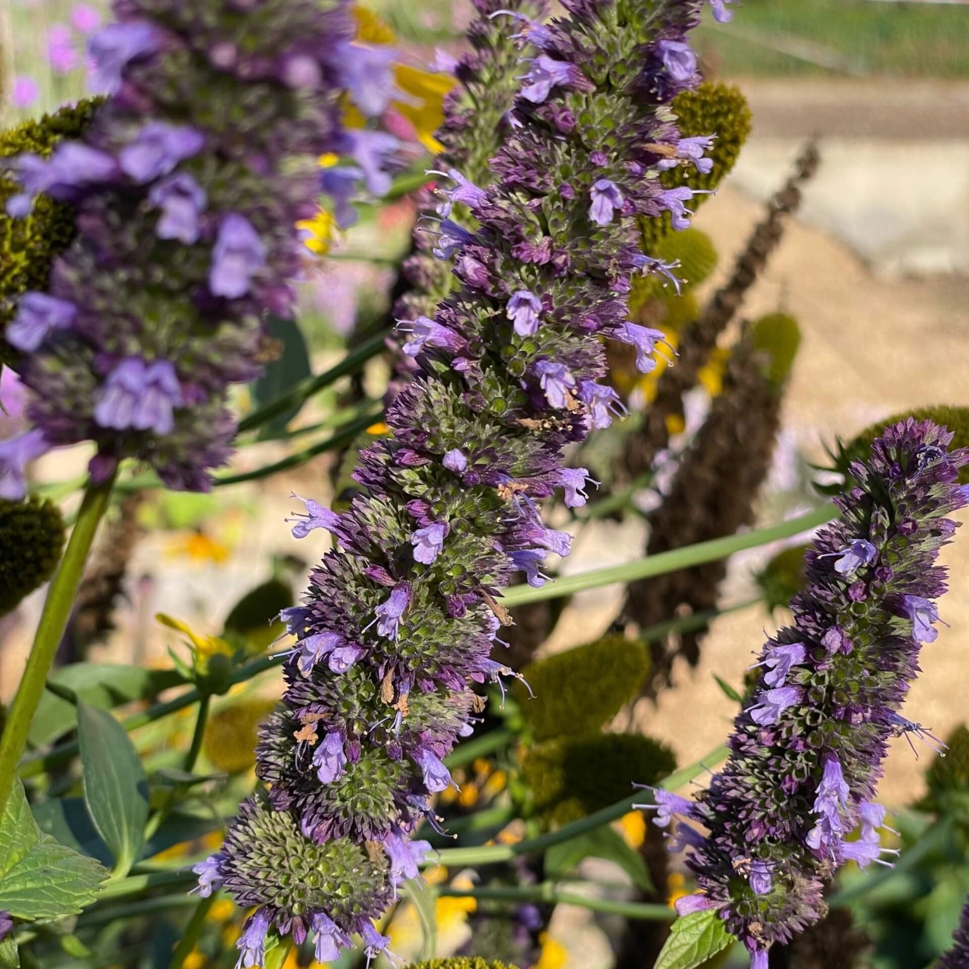 Asiatische Duftnessel 'Black Adder' (Agastache rugosa 'Black Adder')