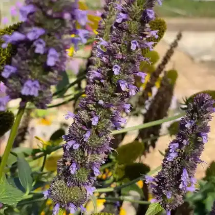 Foto von Asiatische Duftnessel 'Black Adder' (Agastache rugosa 'Black Adder')