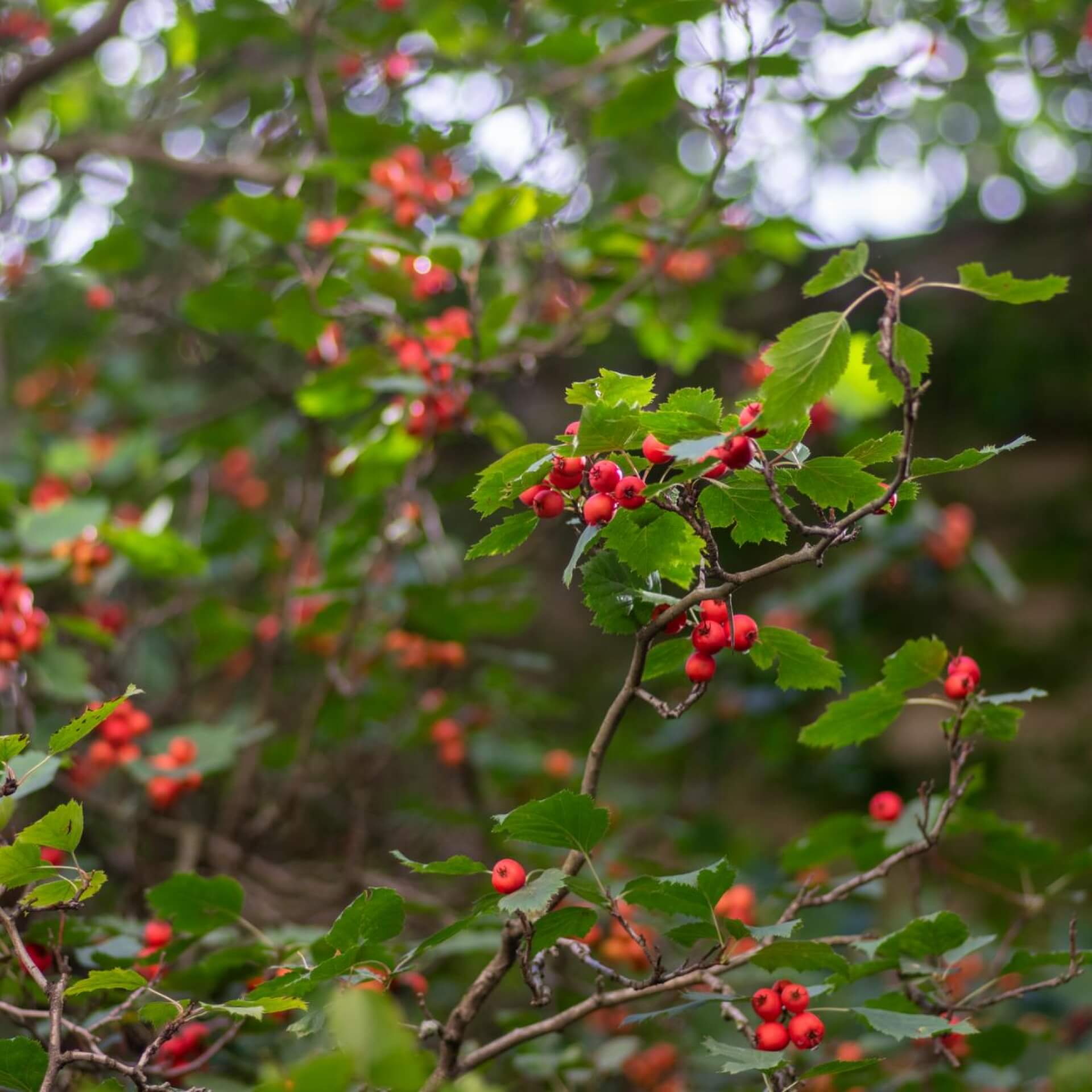 Fiederblatt-Weißdorn (Crataegus pinnatifida)