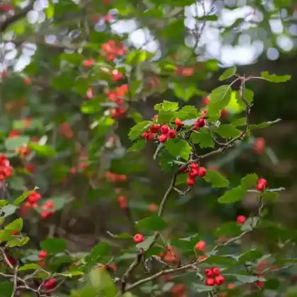 Foto von Fiederblatt-Weißdorn (Crataegus pinnatifida)