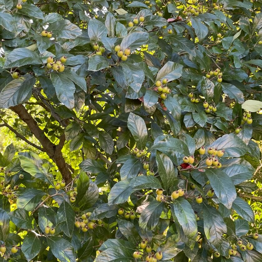 Lederblättriger Weißdorn 'Carrierei' / Crataegus x lavallei 'Carrierei'
