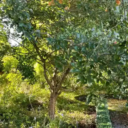 Foto von Lederblättriger Weißdorn 'Carrierei' (Crataegus x lavallei 'Carrierei')