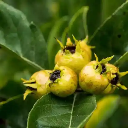 Foto von Großblütige Weißdorn-Mispel (Crataemespilus grandiflora)