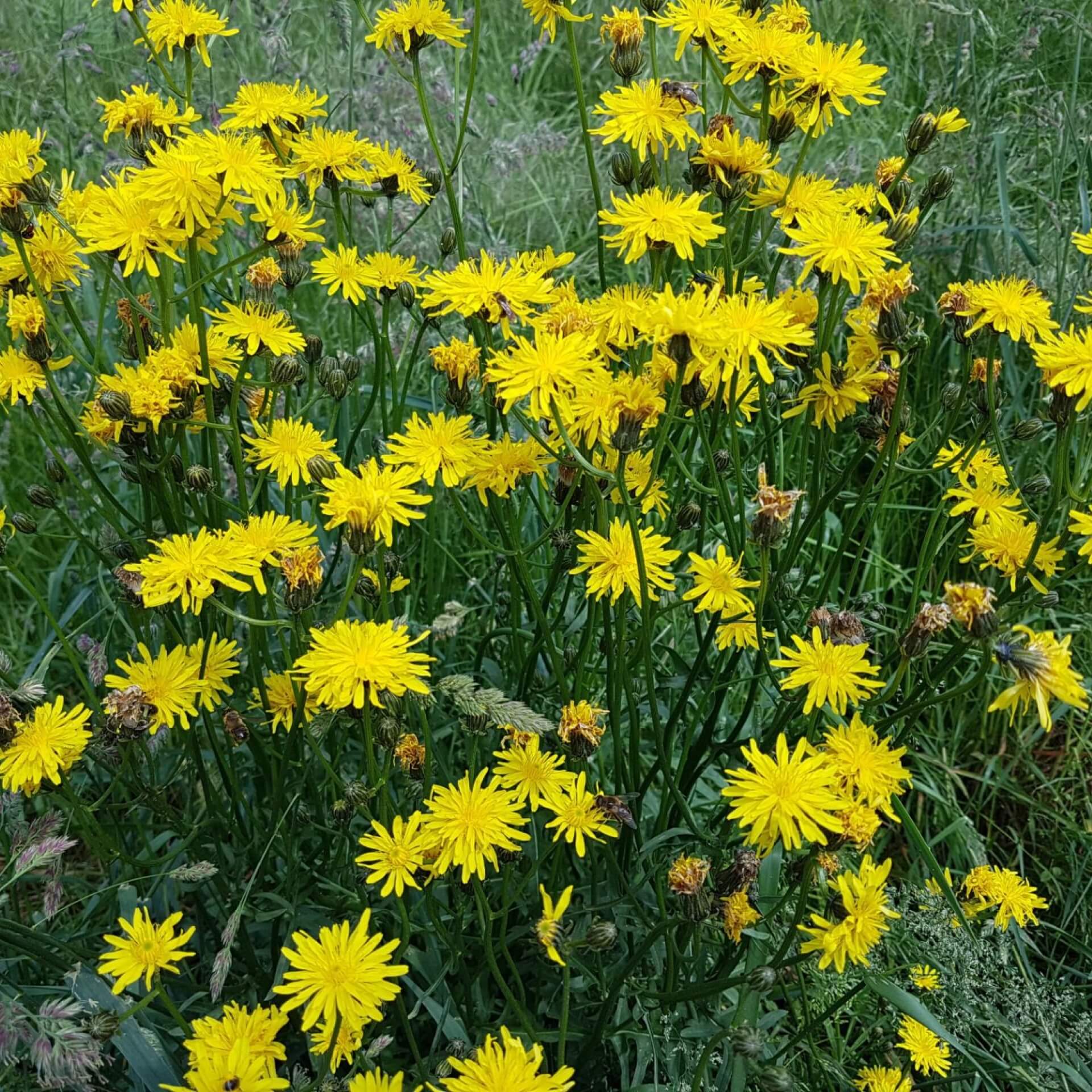 Wiesen-Pippau (Crepis biennis)