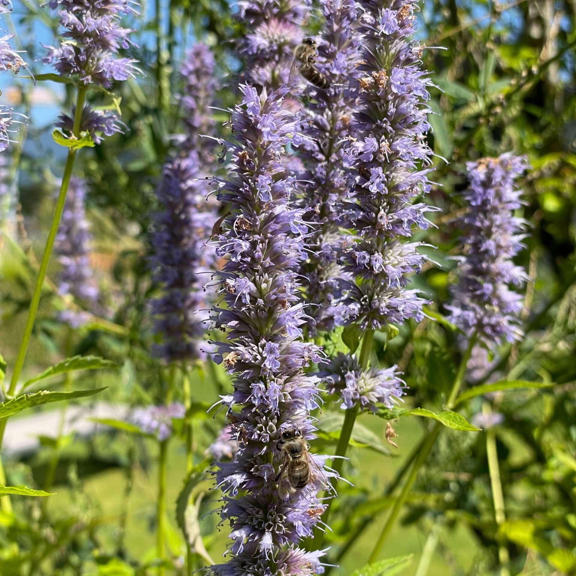 Asiatische Duftnessel 'Blue Fortune' (Agastache rugosa 'Blue Fortune')