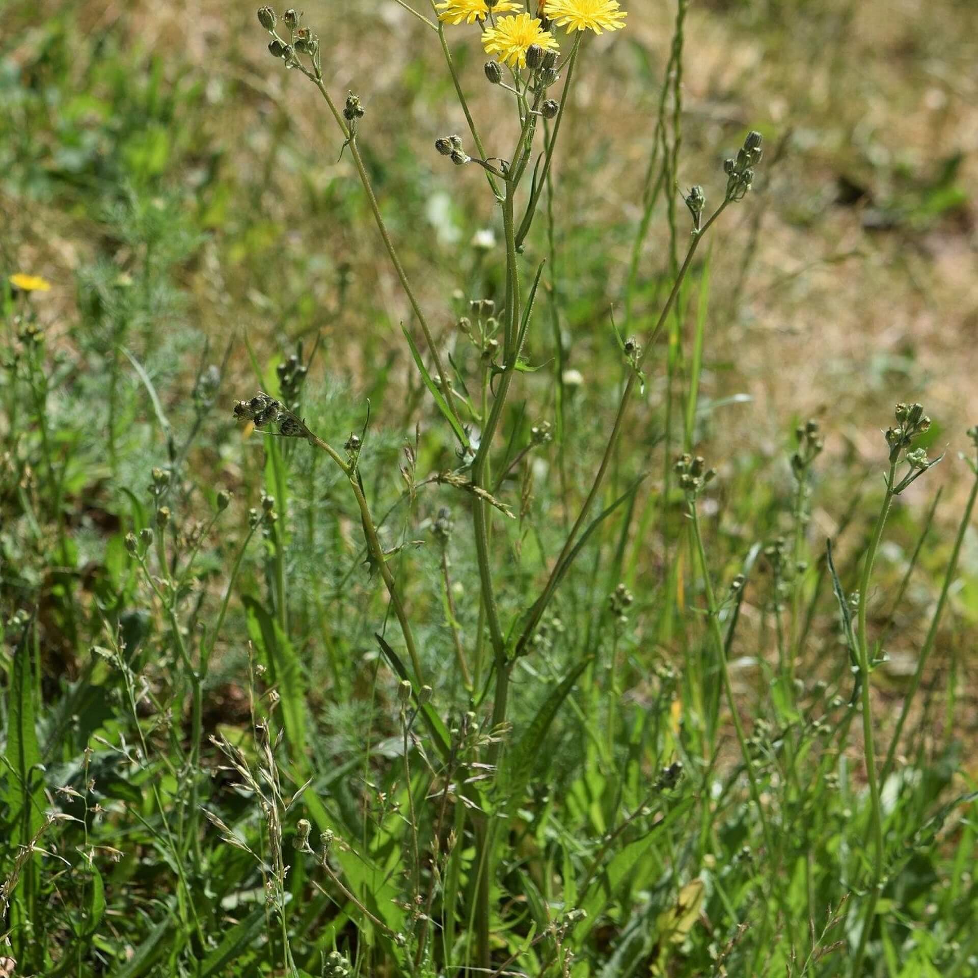 Kleinköpfige Pippau (Crepis capillaris)