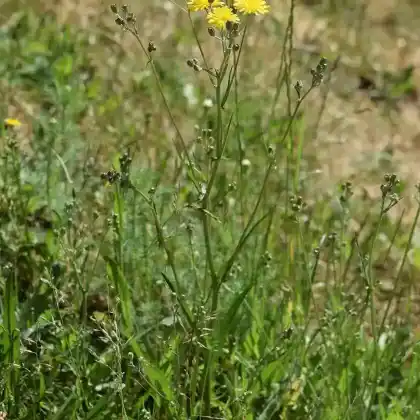 Foto von Kleinköpfige Pippau (Crepis capillaris)