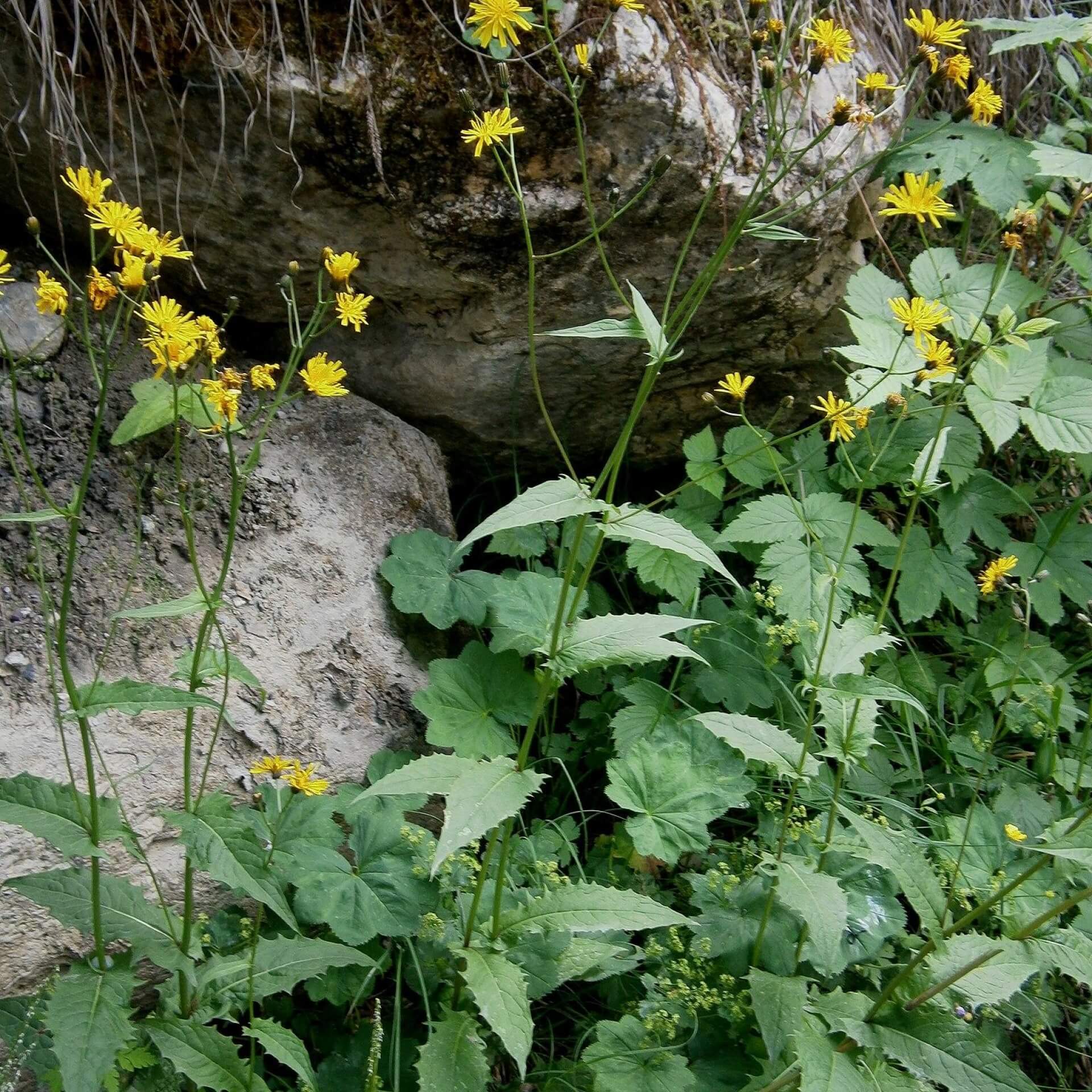 Sumpf-Pippau (Crepis paludosa)