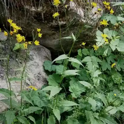 Foto von Sumpf-Pippau (Crepis paludosa)