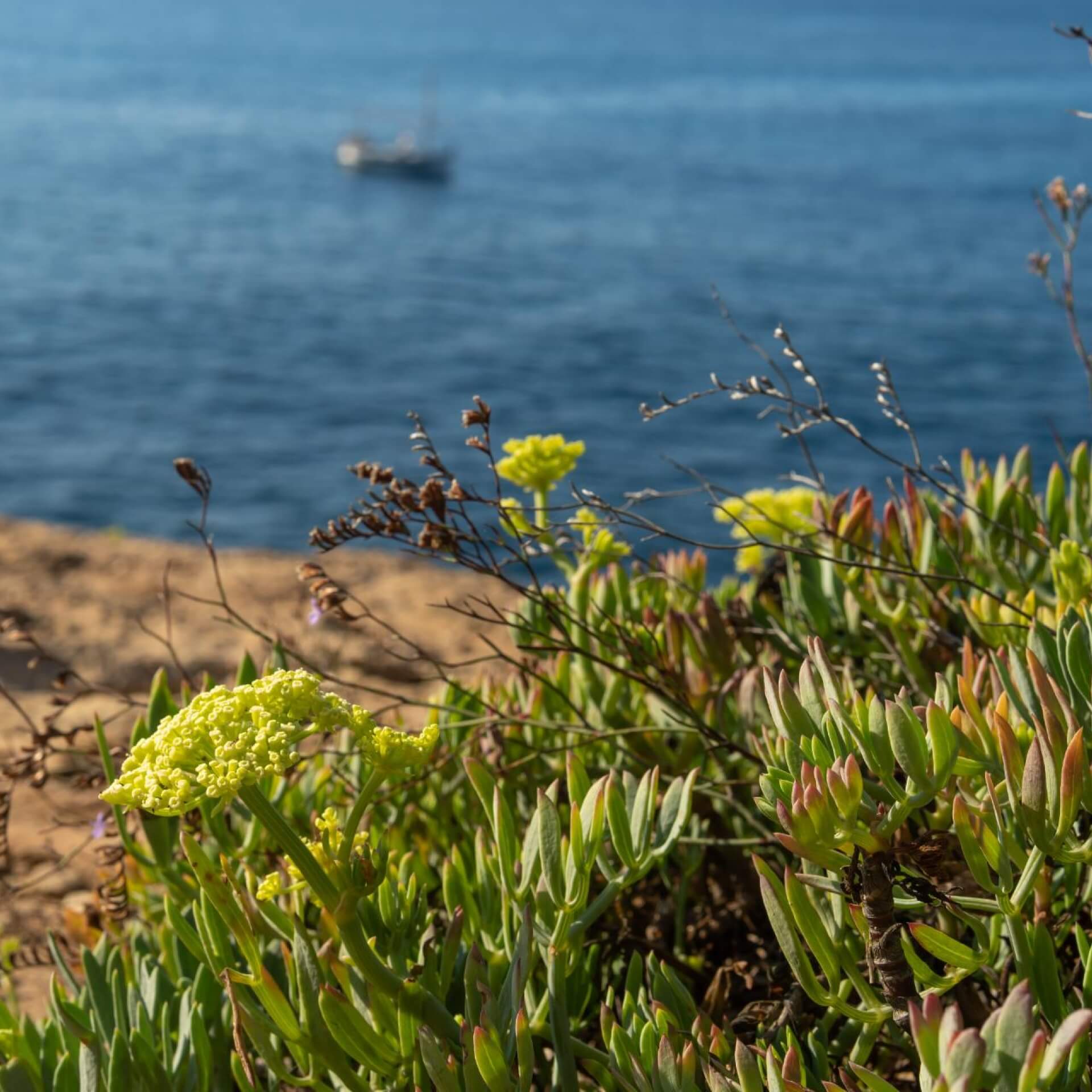 Meerfenchel (Crithmum maritimum)