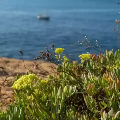 Foto von Meerfenchel (Crithmum maritimum)