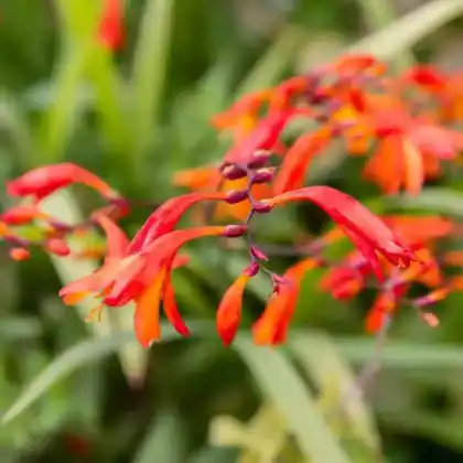 Foto von Riesen-Montbretie (Crocosmia paniculata)