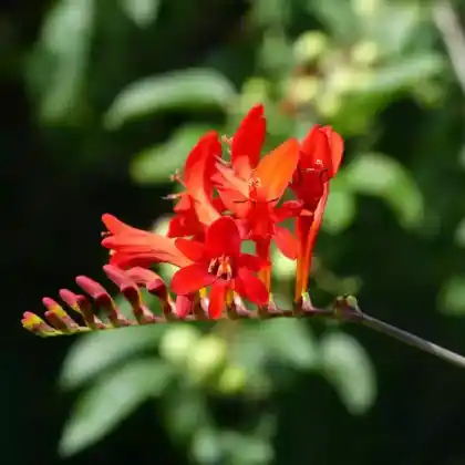 Foto von Montbretie 'Lucifer' (Crocosmia x crocosmiiflora 'Lucifer')