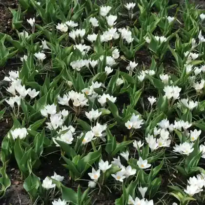 Foto von Schottischer Krokus 'Miss Vain' (Crocus biflorus 'Miss Vain')