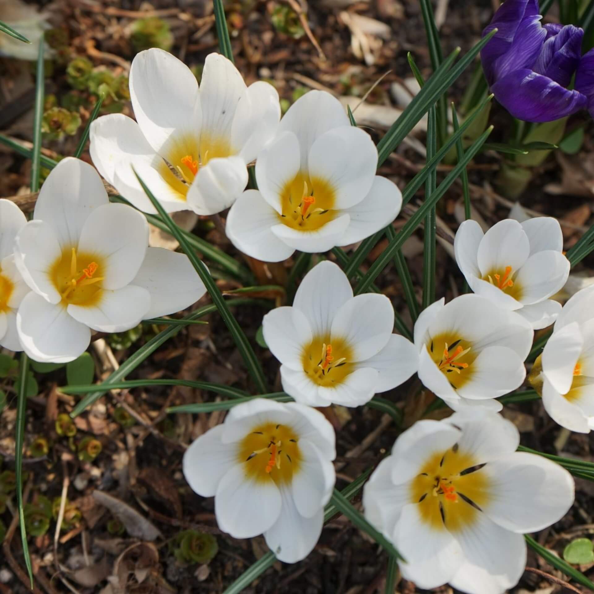 Weißer Krokus (Crocus chrysanthus 'Ard Schenk')