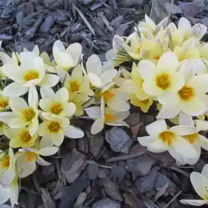 Foto von Balkan-Krokus 'Cream Beauty' (Crocus chrysanthus 'Cream Beauty')