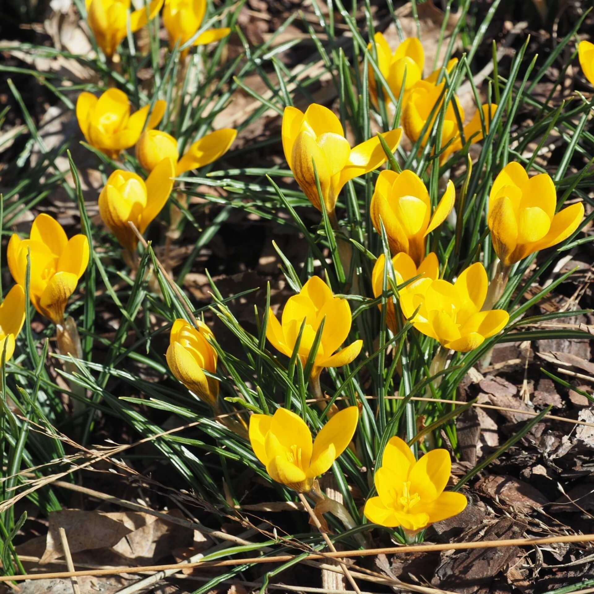 Balkan-Krokus 'Goldilocks' (Crocus chrysanthus 'Goldilocks')