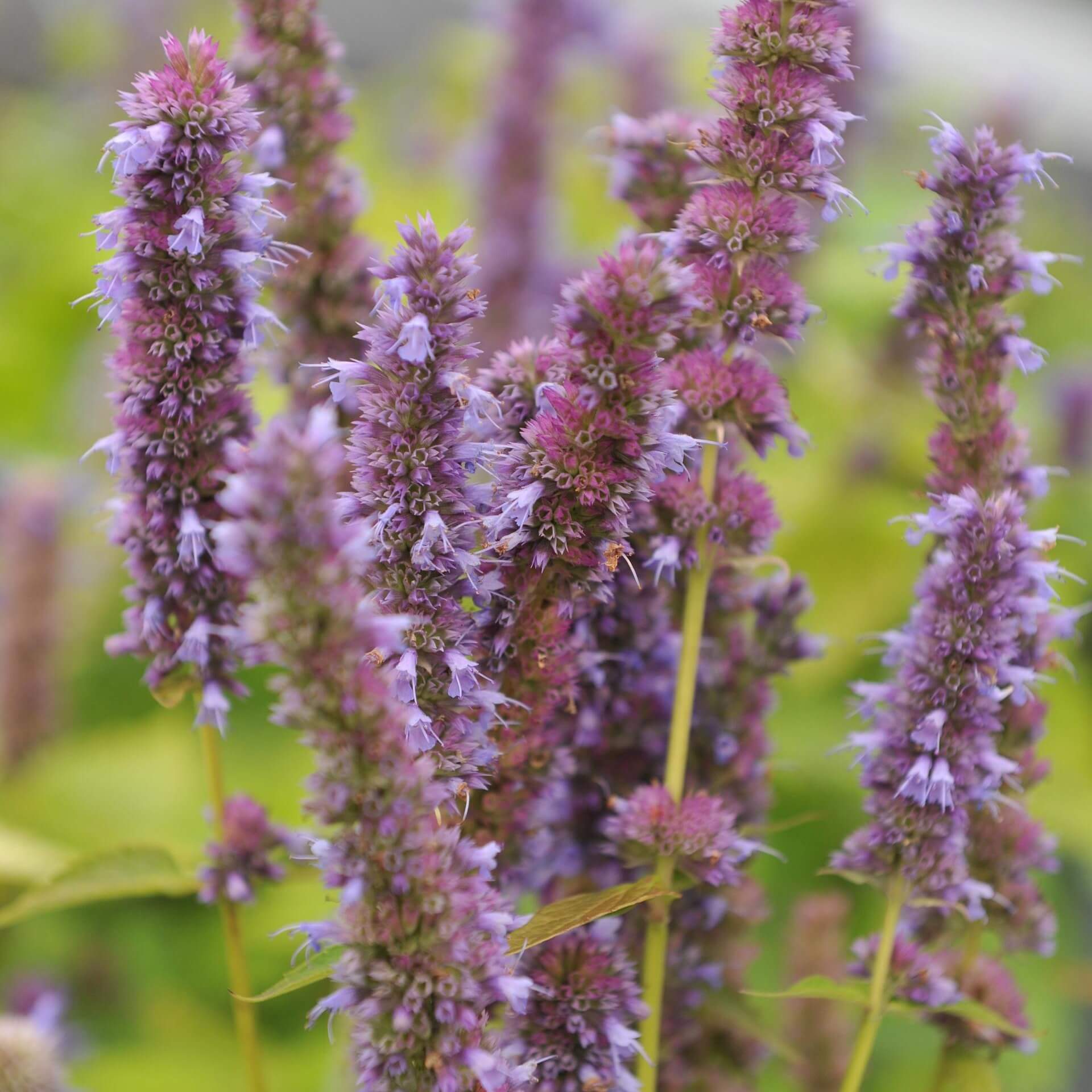 Asiatische Duftnessel 'Golden Jubilee' (Agastache rugosa 'Golden Jubilee')