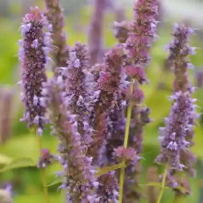 Foto von Asiatische Duftnessel 'Golden Jubilee' (Agastache rugosa 'Golden Jubilee')