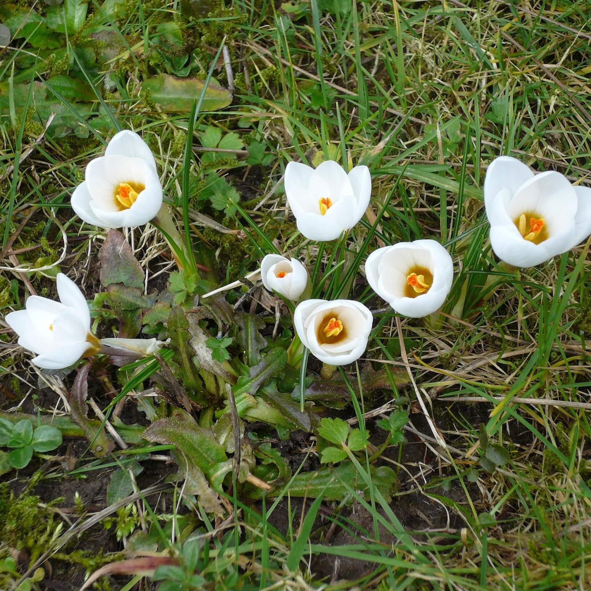 Balkan-Krokus 'Snow Bunting' (Crocus chrysanthus 'Snow Bunting')