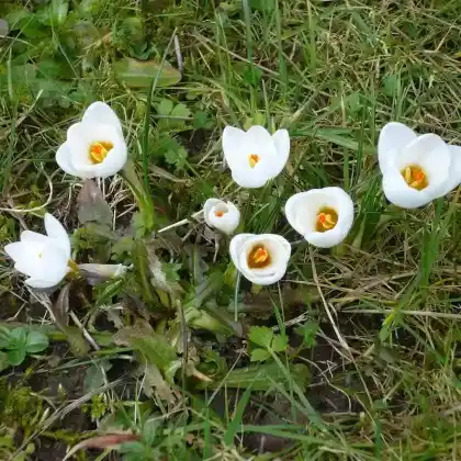 Foto von Balkan-Krokus 'Snow Bunting' (Crocus chrysanthus 'Snow Bunting')