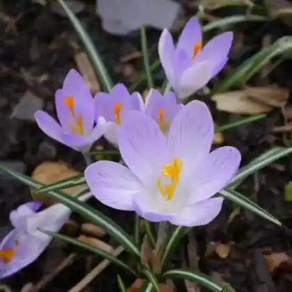 Foto von Krokus 'Rosalind' (Crocus etruscus 'Rosalind')