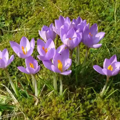 Foto von Toskanischer Krokus 'Zwanenburg' (Crocus Etruscus 'Zwanenburg')