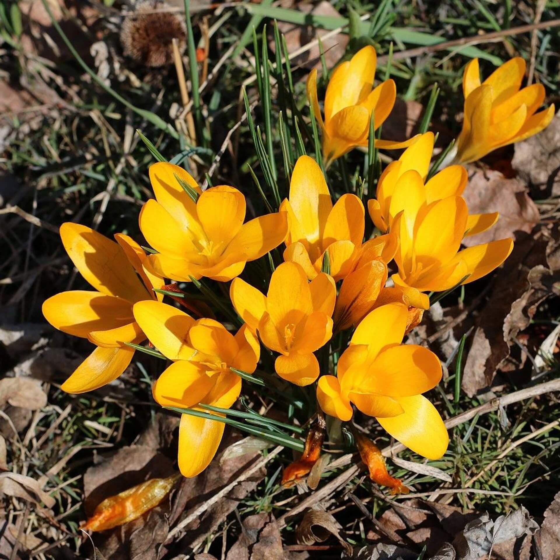 Gold-Krokus (Crocus flavus)