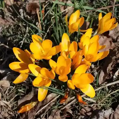Foto von Gold-Krokus (Crocus flavus)