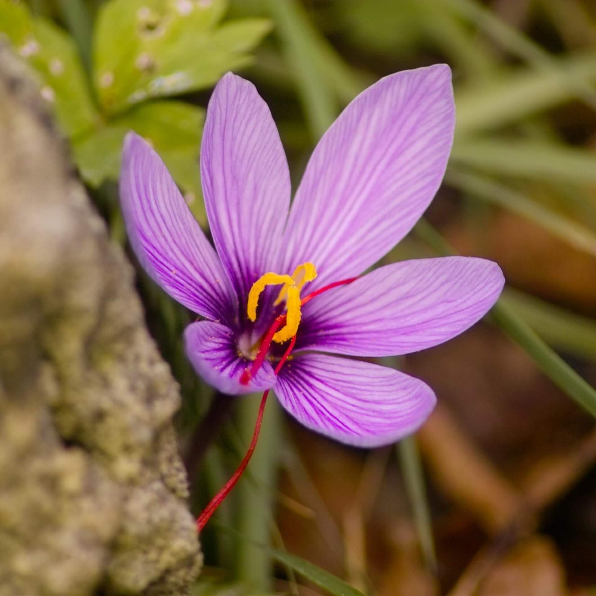 Safran-Krokus (Crocus sativus)