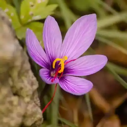 Foto von Safran-Krokus (Crocus sativus)