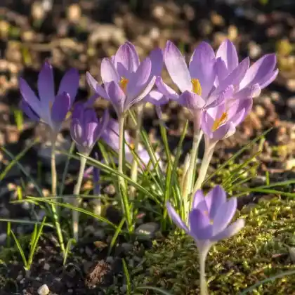 Foto von Elfen-Krokus (Crocus tommasinianus)
