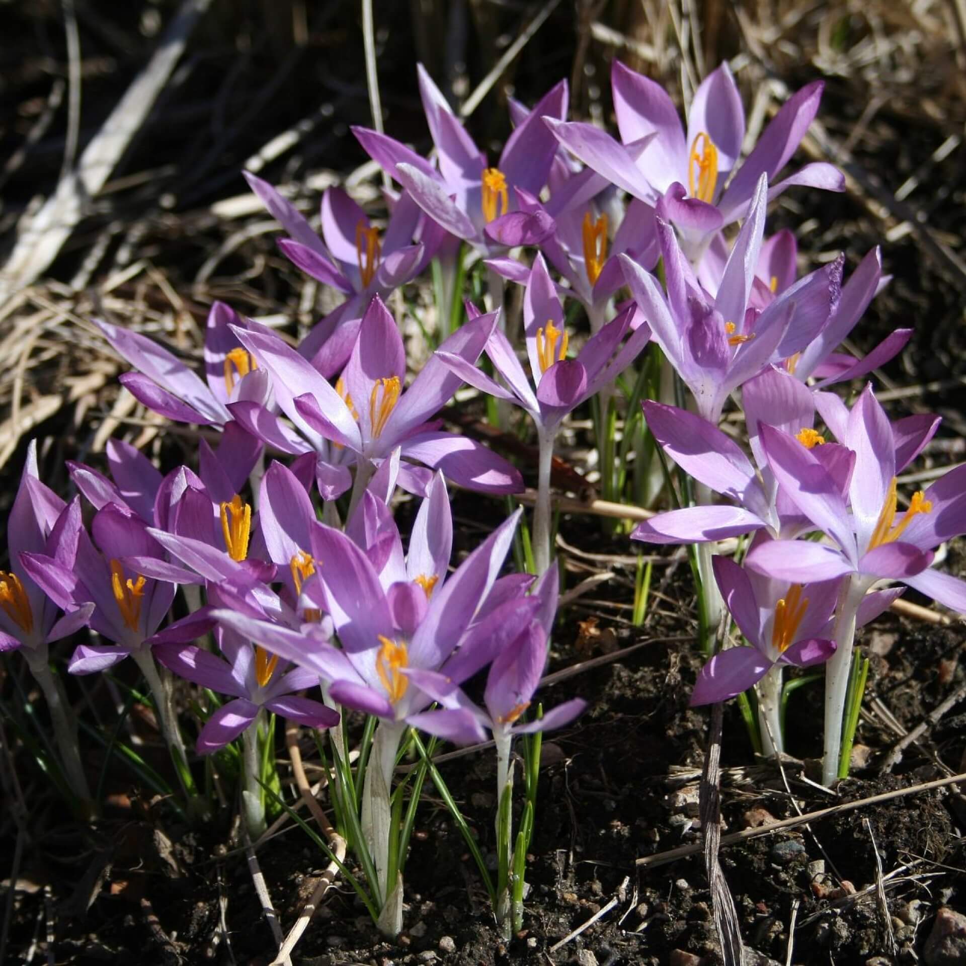 Rosa Elfen-Krokus (Crocus tommasinianus 'Roseus')