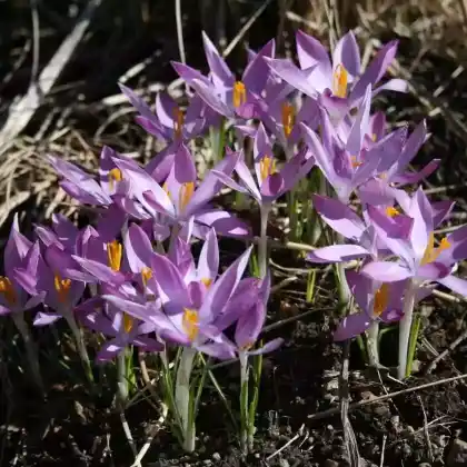 Foto von Rosa Elfen-Krokus (Crocus tommasinianus 'Roseus')